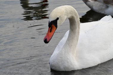 Güzel beyaz kuğu yaz günü göl yüzeyinde yüzüyor. 