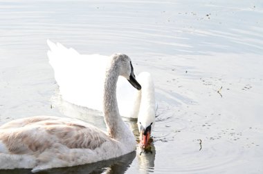 Güzel beyaz kuğular yaz günü göl yüzeyinde yüzerler. 
