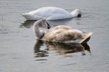 Güzel beyaz kuğular yaz günü göl yüzeyinde yüzerler. 