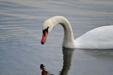 Güzel beyaz kuğu yaz günü göl yüzeyinde yüzüyor. 