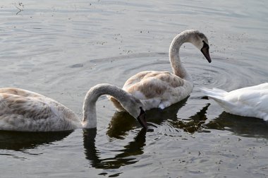 Güzel beyaz kuğular yaz günü göl yüzeyinde yüzerler. 