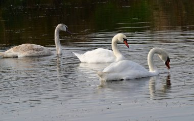 Güzel beyaz kuğular yaz günü göl yüzeyinde yüzerler. 