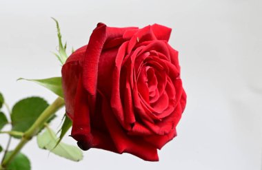 Işıklı arka planda güzel bir gül, yaz konsepti, yakın görüş   