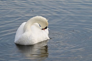 Güzel beyaz kuğu yaz günü göl yüzeyinde yüzüyor. 