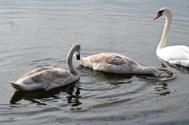Güzel beyaz kuğular yaz günü göl yüzeyinde yüzerler. 