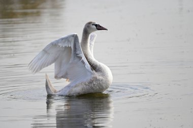 Güzel beyaz kuğu yaz günü göl yüzeyinde yüzüyor. 