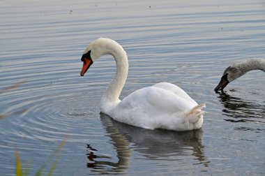 Güzel beyaz kuğular yaz günü göl yüzeyinde yüzerler. 