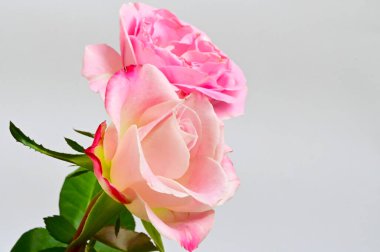 Güzel taze güller, yaz konsepti, yakın manzara  