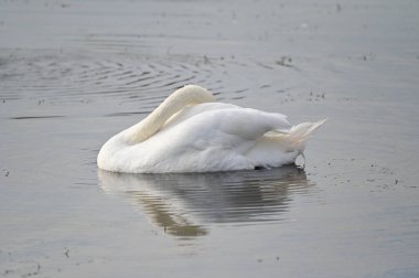 Güzel beyaz kuğu yaz günü göl yüzeyinde yüzüyor. 