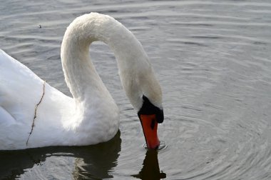 Güzel beyaz kuğu yaz günü göl yüzeyinde yüzüyor. 