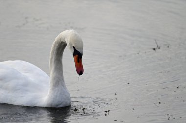 Güzel beyaz kuğu yaz günü göl yüzeyinde yüzüyor. 