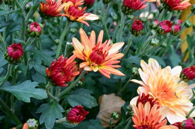 Güneşli yaz gününde bahçede büyüyen güzel bir çiçek. 