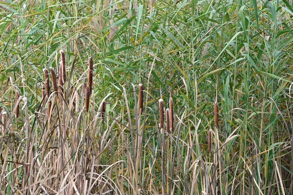 阳光明媚的日子里 野草丛中生长的芦苇 风景如画 — 图库照片