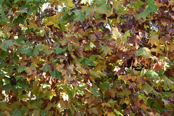 Vista Ramos Árvore Outono Com Folhas Amarelas — Fotografia de Stock
