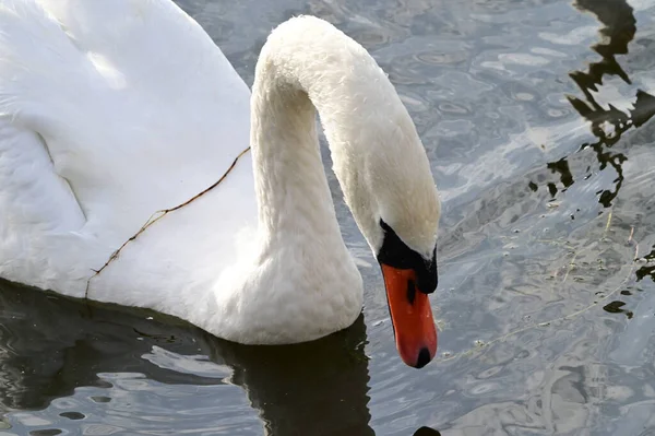 Mooie Witte Zwaan Zwemmen Meer Wateroppervlak Zomerdag — Stockfoto