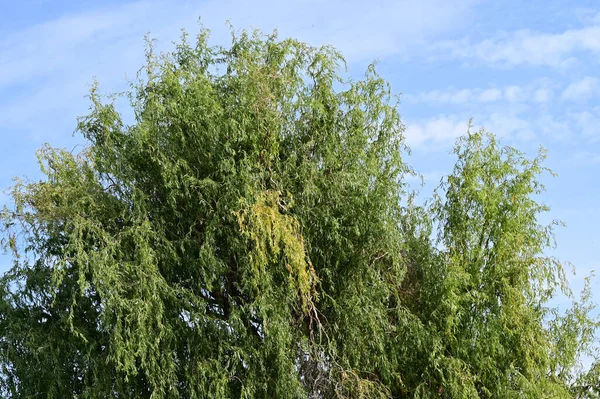 Мальовничий Вид Дерева Зеленим Листям Фоні Блакитного Літнього Неба — стокове фото