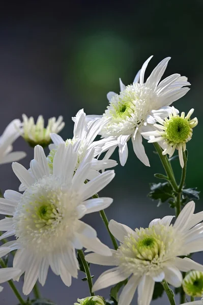 Bela Flor Crescendo Jardim Verão Dia Ensolarado — Fotografia de Stock