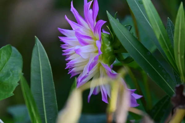 Beautiful Flower Growing Garden Sunny Day — Stock Photo, Image