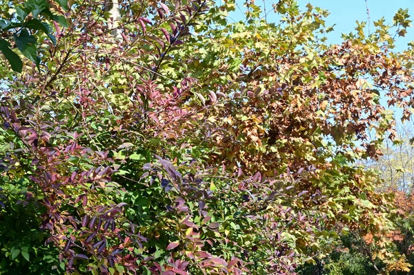 Uitzicht Herfstboomtakken Met Gele Bladeren — Stockfoto