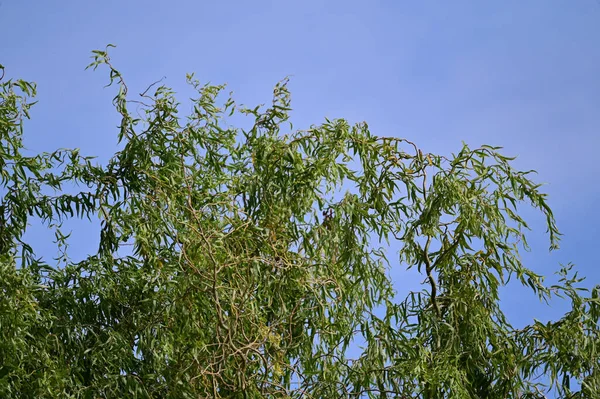 Mavi Yaz Gökyüzünün Arka Planında Yeşil Yapraklı Ağaçların Resimsel Görüntüsü — Stok fotoğraf