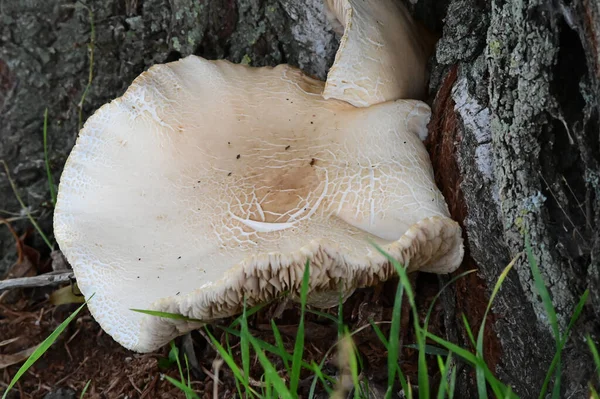Closeup Shot Mushroom Growing Ground — Stock Photo, Image