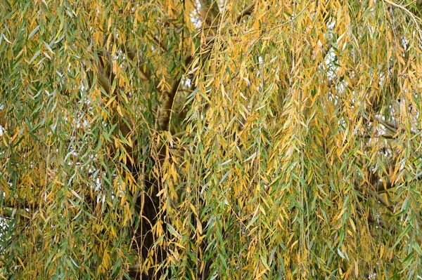 Vista Dei Rami Degli Alberi Autunnali Con Foglie Gialle — Foto Stock