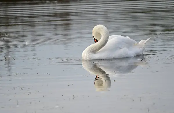 Beautiful White Swan Swimming Lake Water Surface Summer Day — Stock Photo, Image