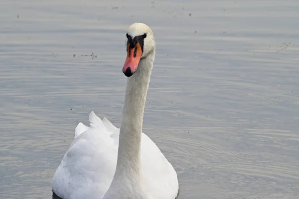 Bellissimo Cigno Bianco Che Nuota Sulla Superficie Dell Acqua Del — Foto Stock