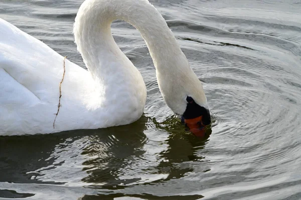 Vacker Vit Svan Simma Sjö Vattenytan Sommaren Dag — Stockfoto