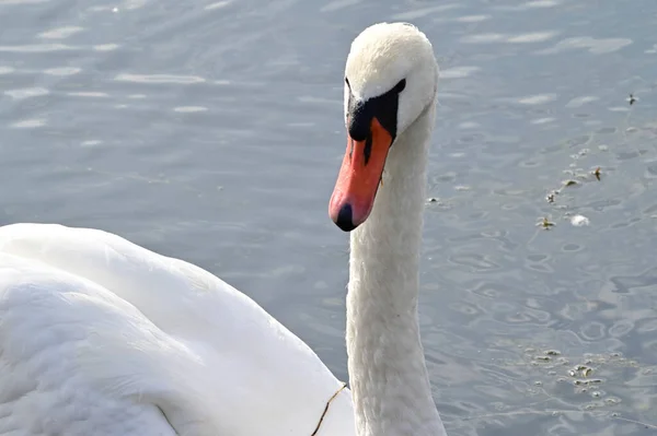 Hermoso Cisne Blanco Nadando Superficie Del Agua Del Lago Día —  Fotos de Stock