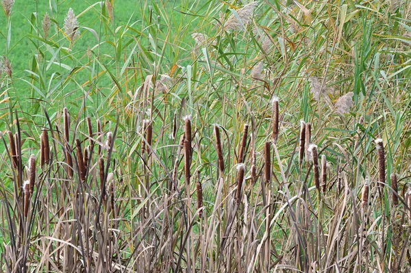 Pintoresca Vista Las Cañas Que Crecen Entre Hierba Silvestre Día — Foto de Stock