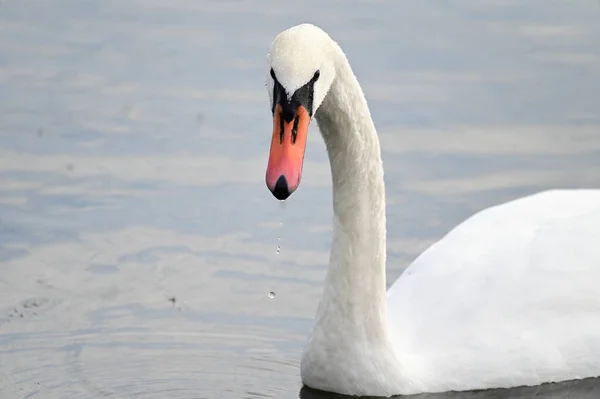 Krásná Bílá Labuť Plavání Vodní Hladině Jezera Letní Den — Stock fotografie