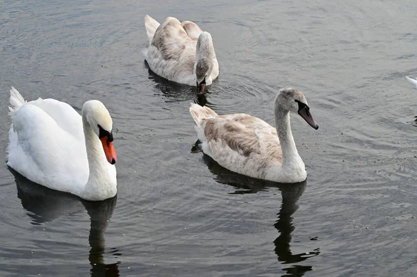 Vackra Vita Svanar Simmar Sjö Vattenytan Sommardagen — Stockfoto