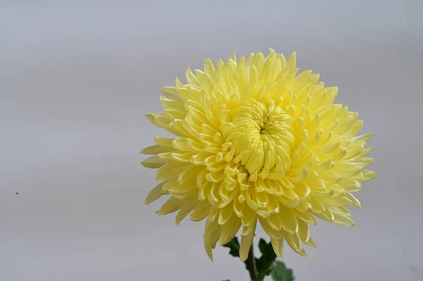 Işık arkaplanda güzel bir çiçek, yaz konsepti, yakın manzara   