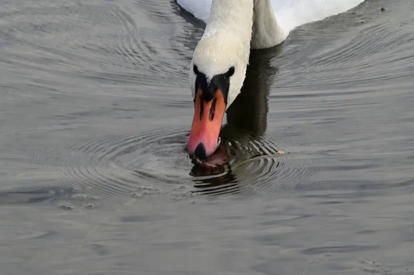 Hermoso Cisne Blanco Nadando Superficie Del Agua Del Lago Día — Foto de Stock