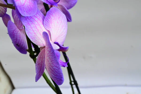 Hermosas Flores Orquídea Sobre Fondo Claro Concepto Verano Vista Cercana —  Fotos de Stock