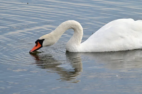 Piękny Biały Łabędź Pływanie Powierzchni Jeziora Wody Letni Dzień — Zdjęcie stockowe