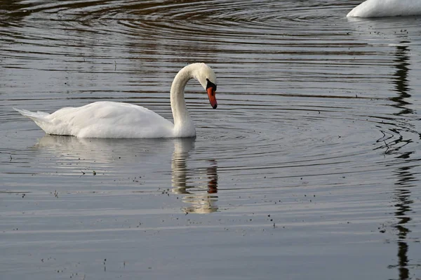 Beautiful White Swans Swimming Lake Water Surface Summer Day — Stock Photo, Image