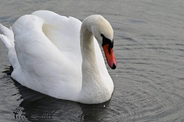 beautiful white swan swimming on lake water surface at summer day 