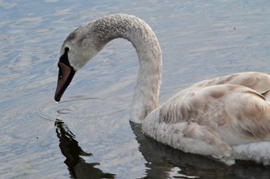 Güzel beyaz kuğu yaz günü göl yüzeyinde yüzüyor. 