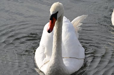 Güzel beyaz kuğu yaz günü göl yüzeyinde yüzüyor. 