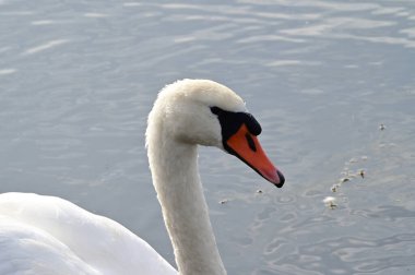 Güzel beyaz kuğu yaz günü göl yüzeyinde yüzüyor. 