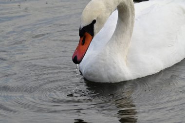 Güzel beyaz kuğu yaz günü göl yüzeyinde yüzüyor. 