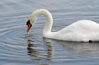 Güzel beyaz kuğu yaz günü göl yüzeyinde yüzüyor. 
