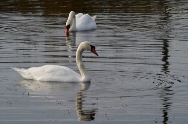 Güzel beyaz kuğular yaz günü göl yüzeyinde yüzerler. 