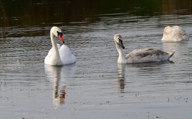 Güzel beyaz kuğular yaz günü göl yüzeyinde yüzerler. 
