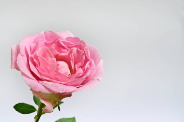 Işıklı arka planda güzel bir gül, yaz konsepti, yakın görüş   