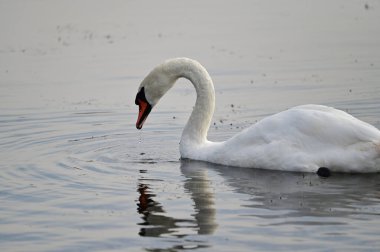 Güzel beyaz kuğu yaz günü göl yüzeyinde yüzüyor. 