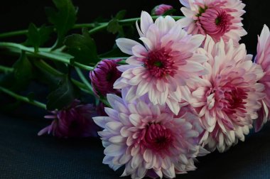 Koyu arkaplanda güzel çiçekler, yaz konsepti, yakın manzara  