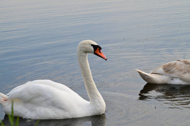Güzel beyaz kuğular yaz günü göl yüzeyinde yüzerler. 